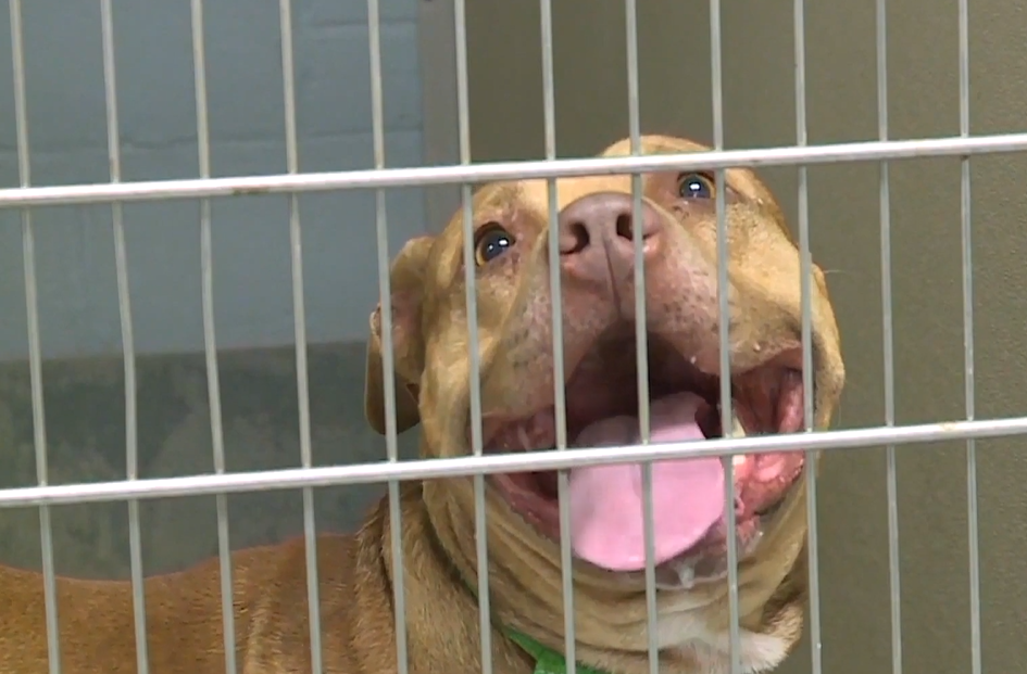 Richmond Animal Care and Control