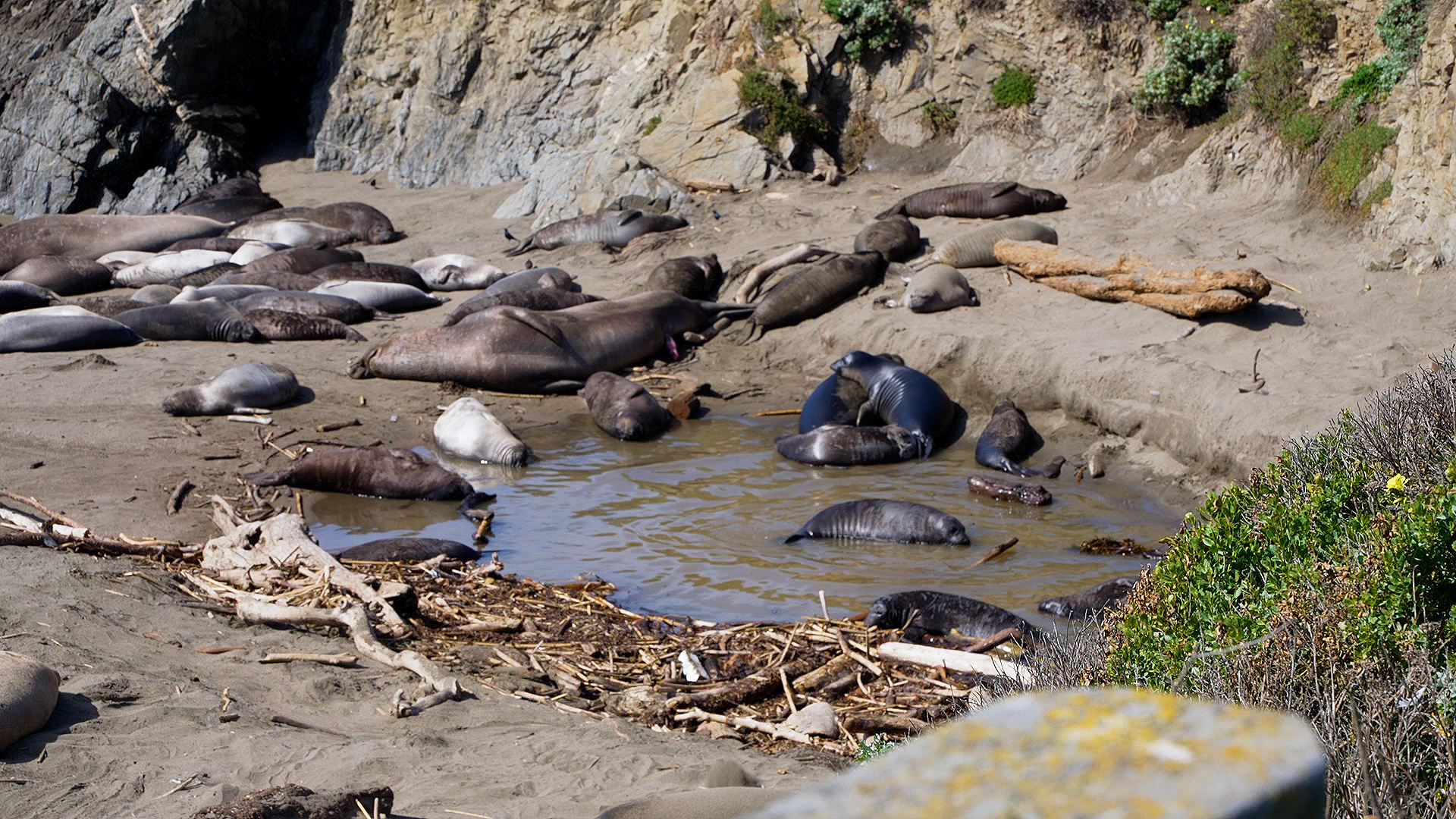 SEAL PUPS.jpg