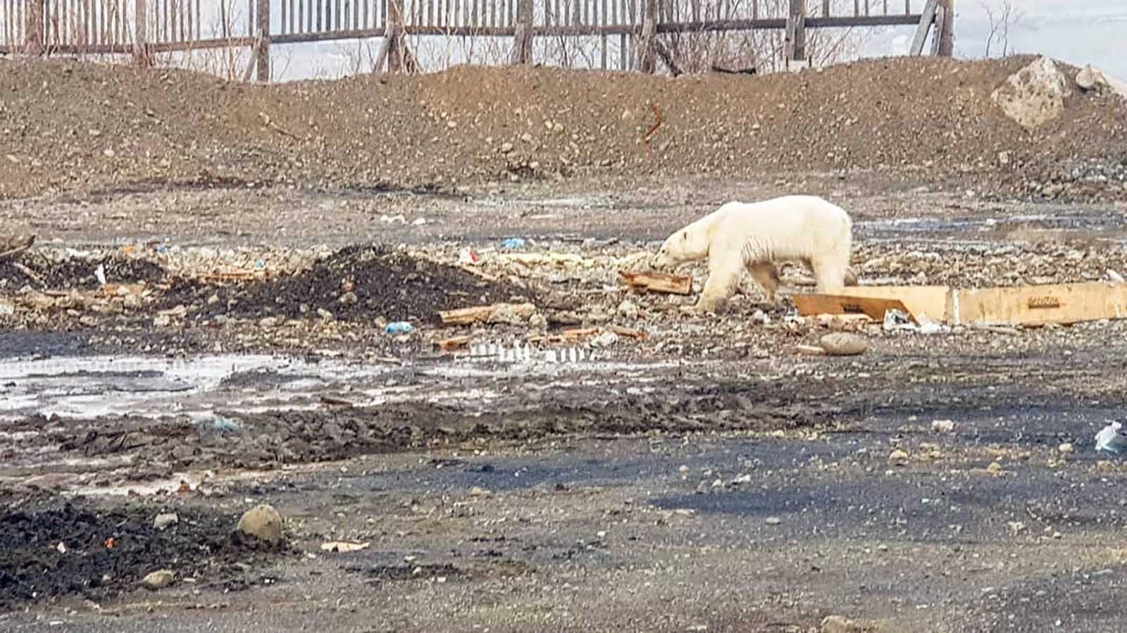 Hungry Polar Bear Norilsk 