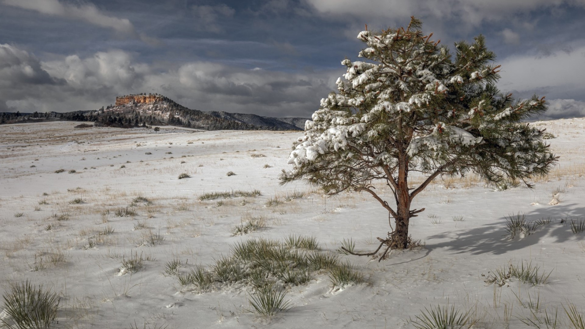 Spruce Mountain Open Space