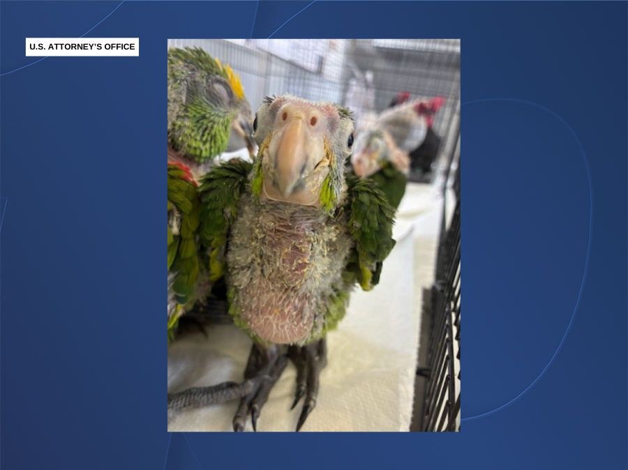 bird_smuggling_san_ysidro2_doj.png