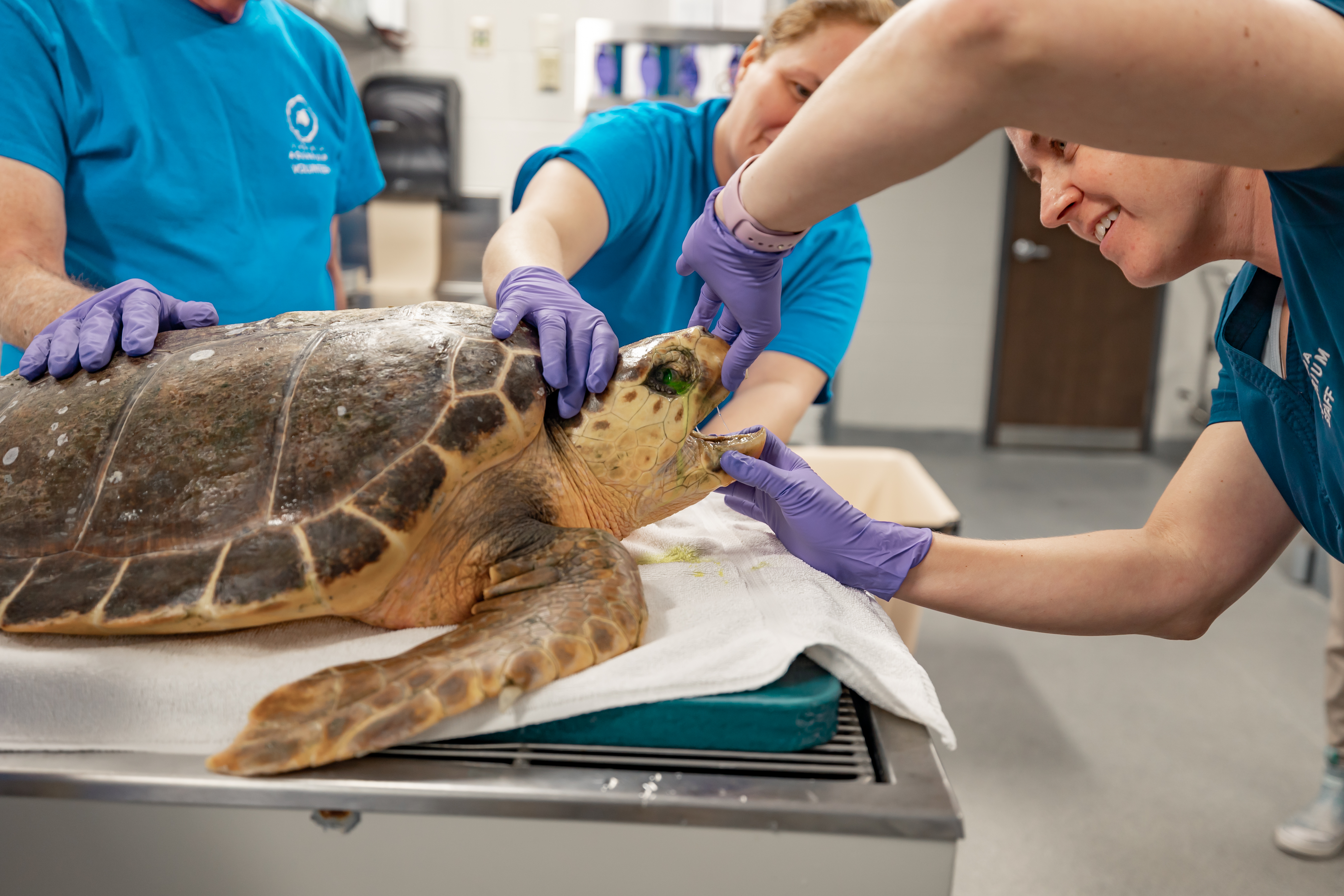 Cold stunned sea turtles