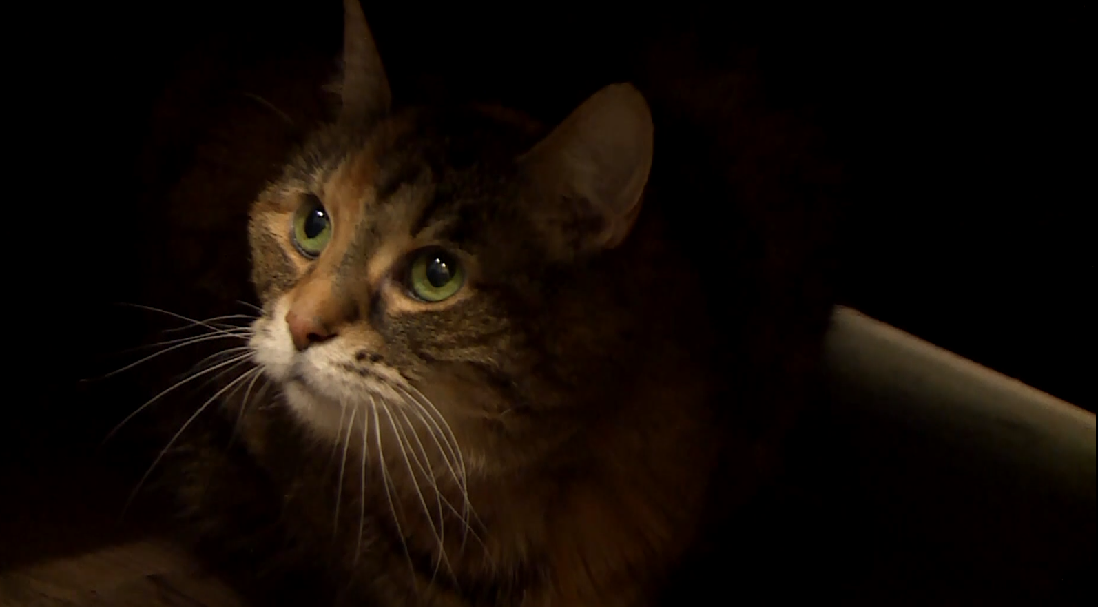 RAL cat Gives 03.png