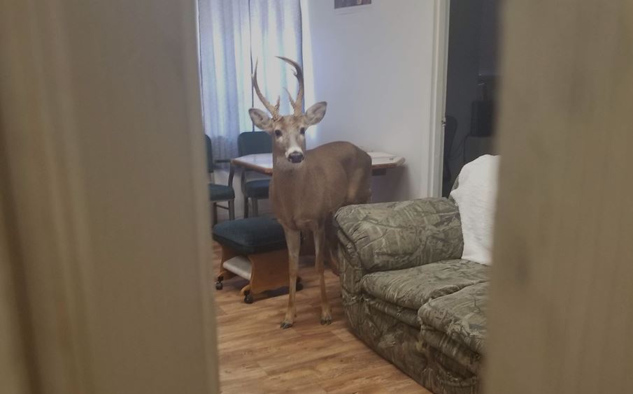jon allen deer.JPG
