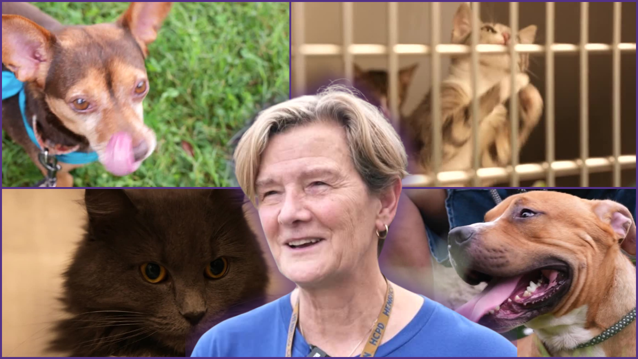Henrico Clear the Shelter adoption drive continues Sunday with pets from multiple Virginia shelters