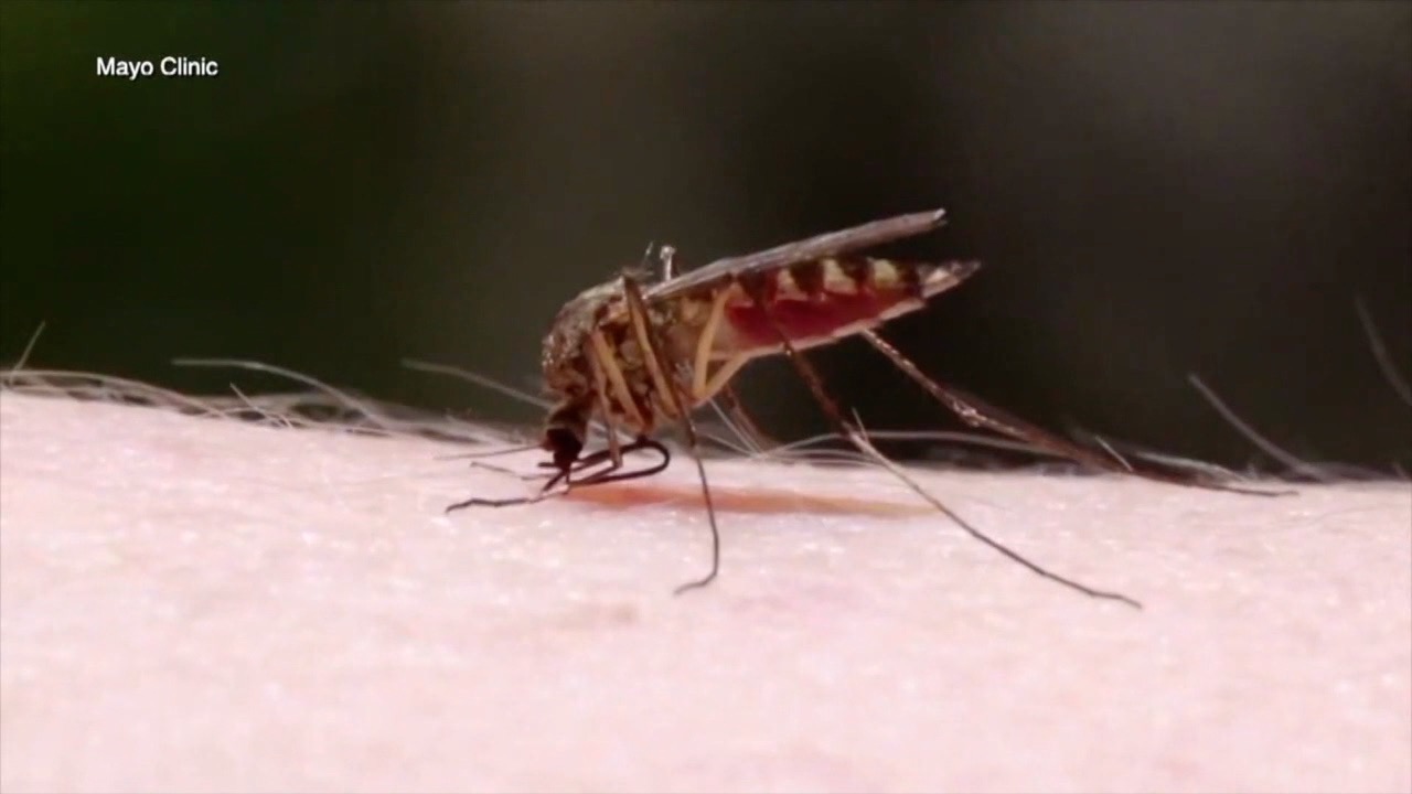 Pasco County Fighting off dengue virus