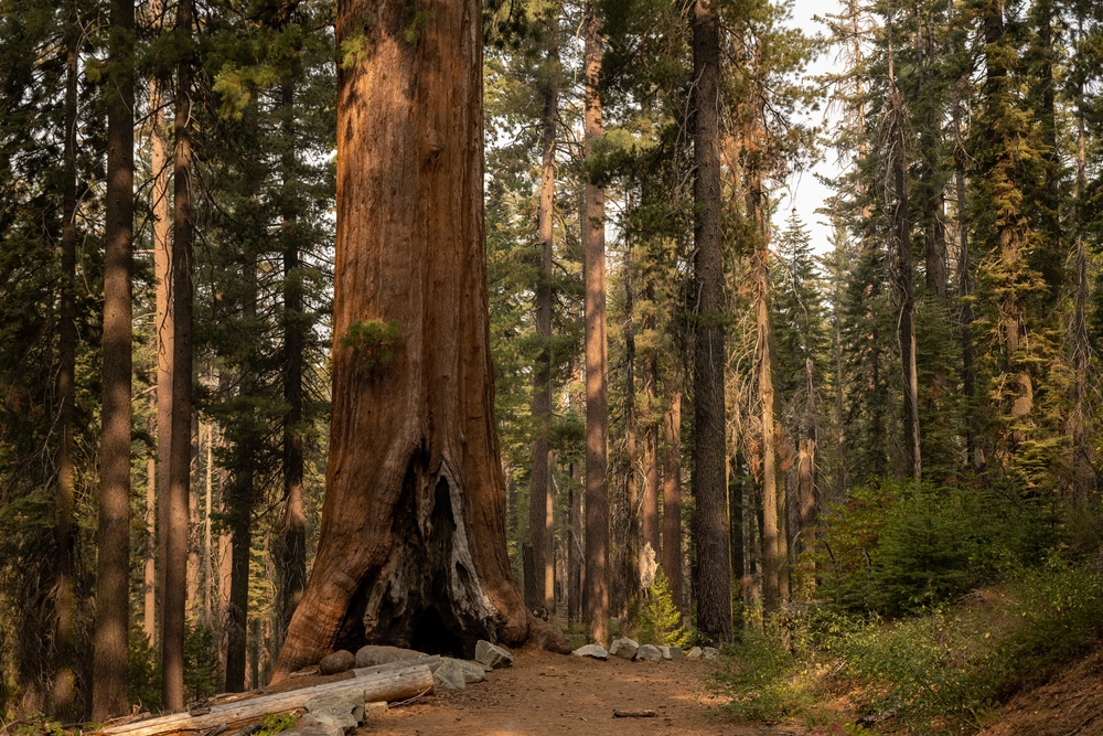 Tuolumne Grove in Yosemite National Park 