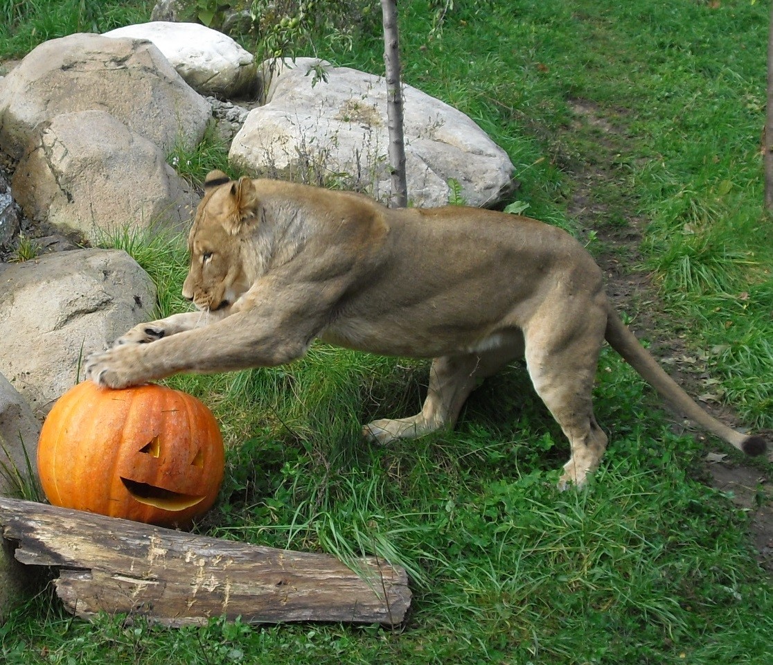 Zoo goes Boo John Ball Zoo.jpg