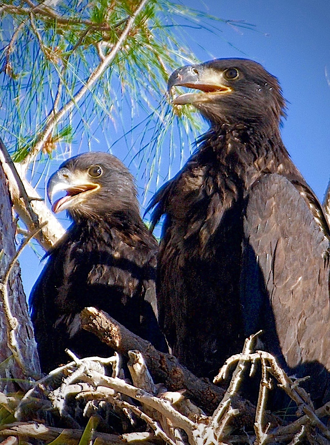 arizona eaglets