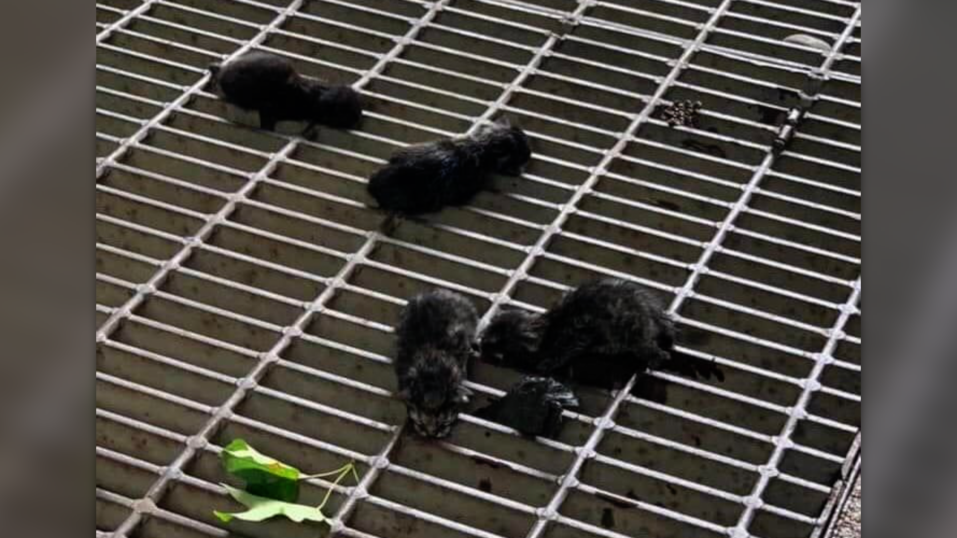 Abandoned kittens.png