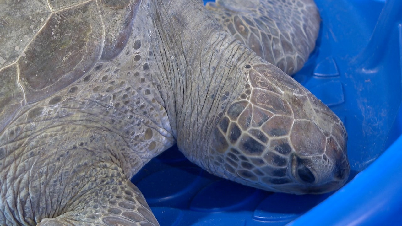 Cold stunned sea turtle in the care of the GSML