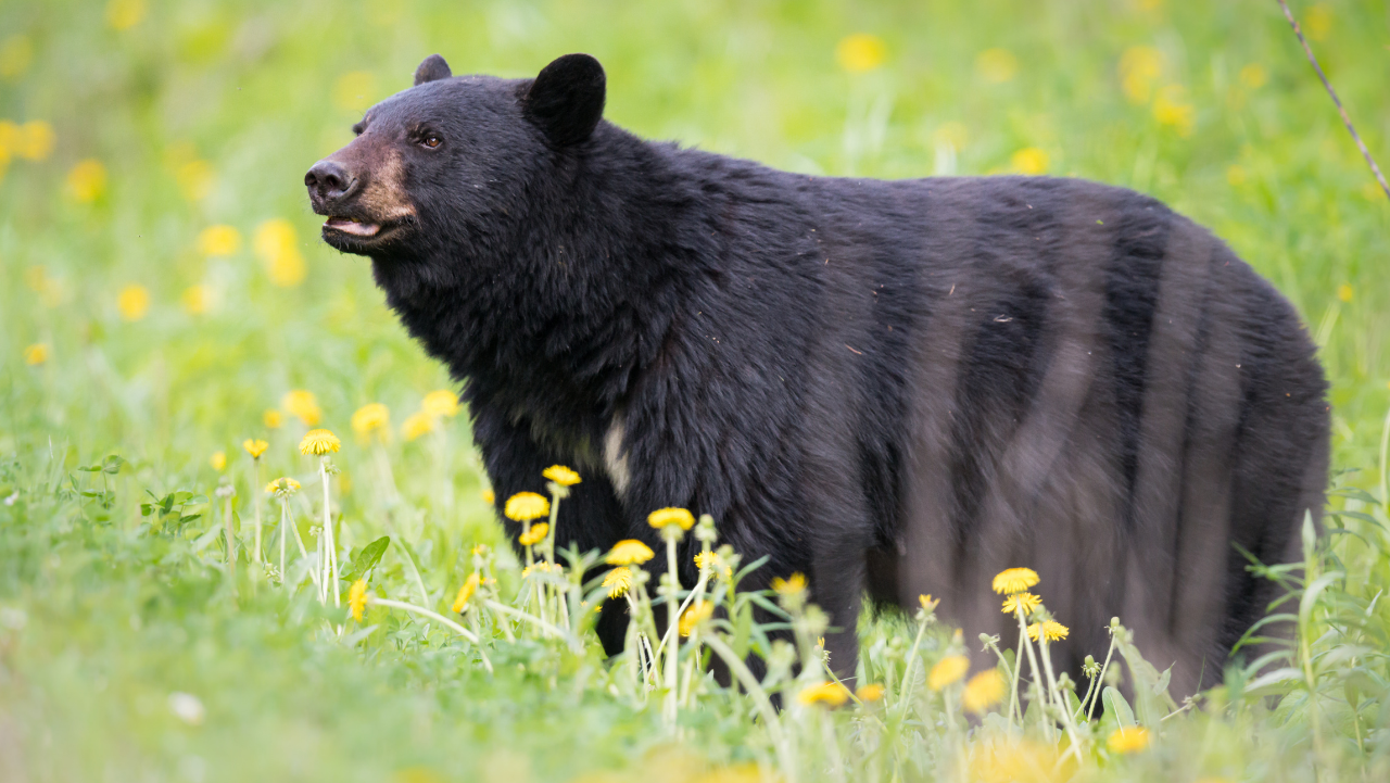 Black Bear