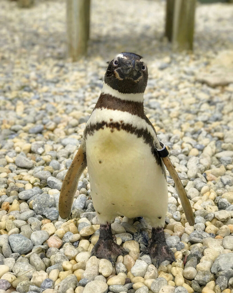 Oldest Penguin Dies