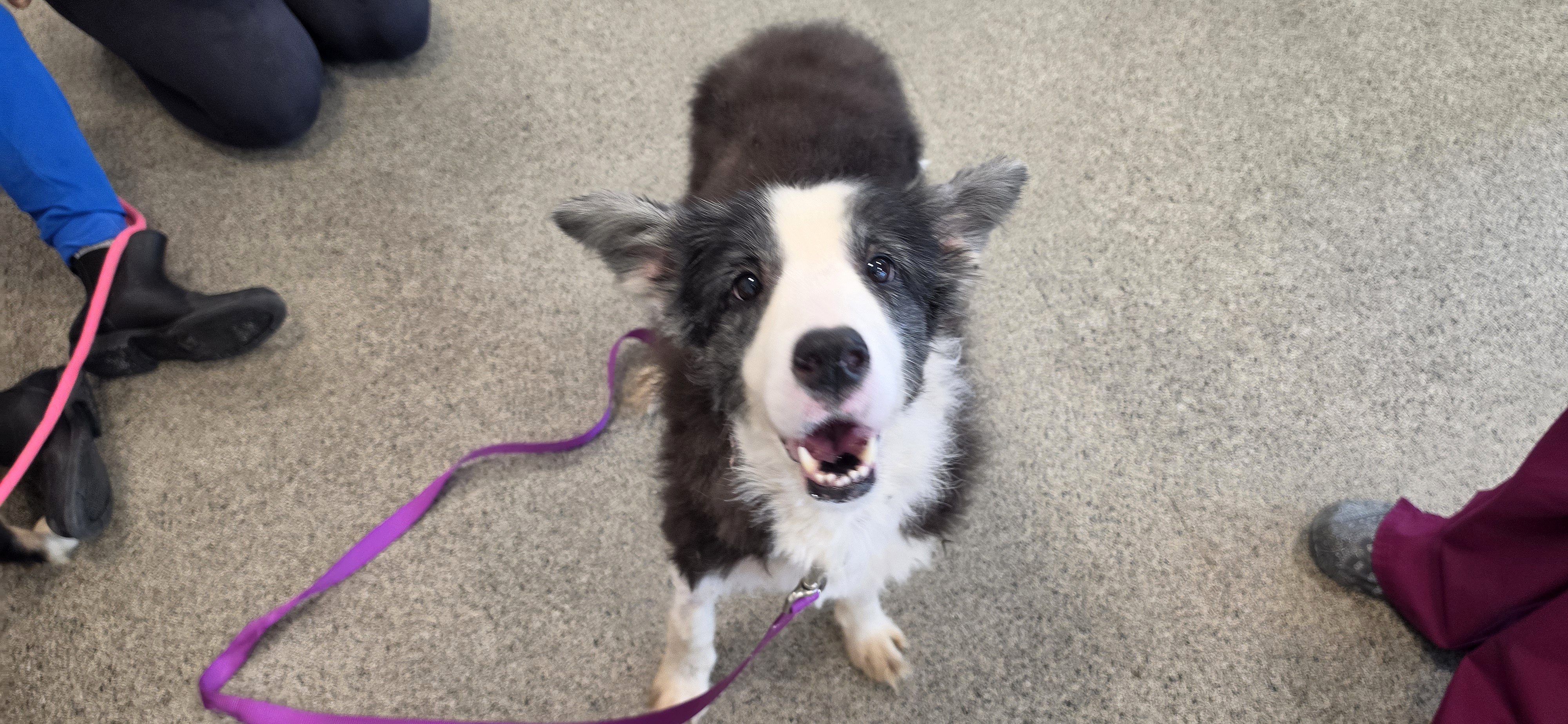 Border Collie Humane Society of the Treasure Coast.jpg