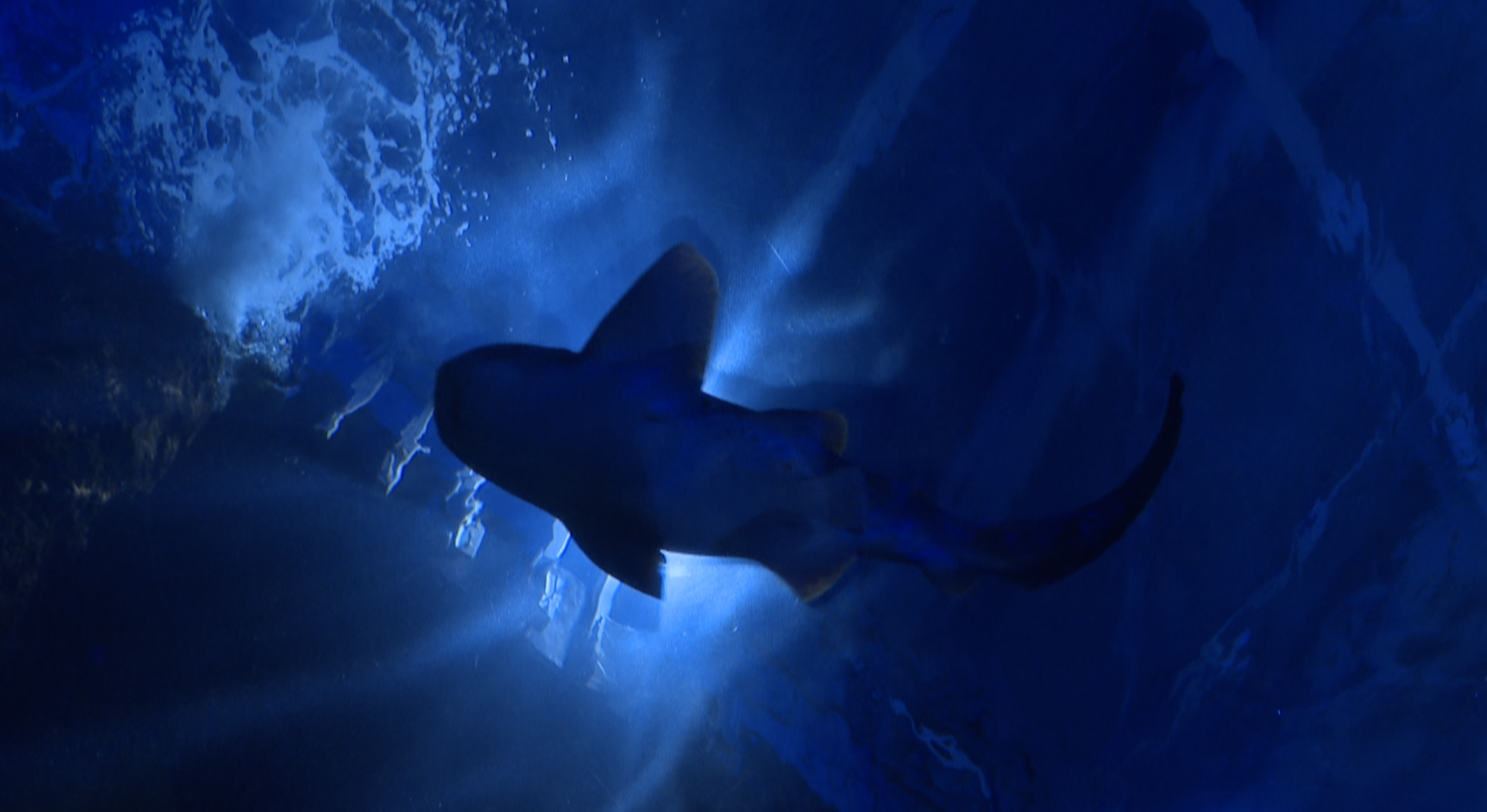 Sharks at Virginia Aquarium