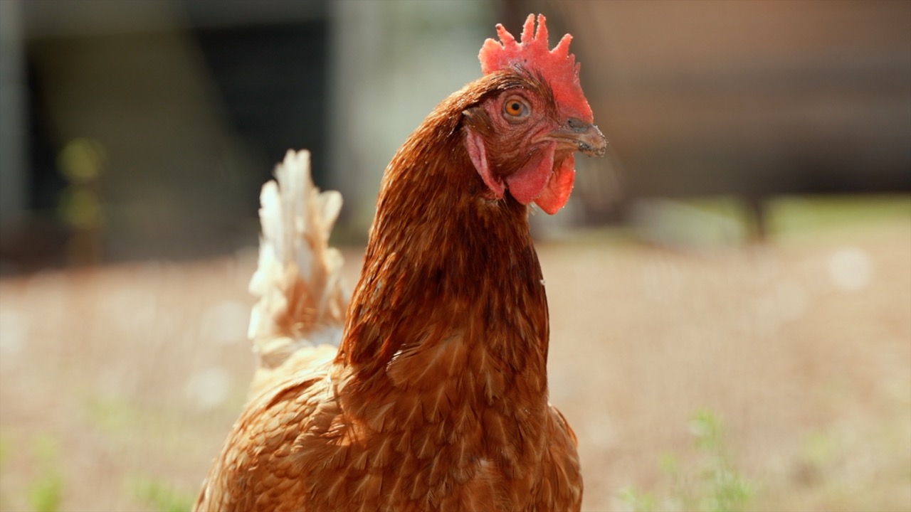 HENDRY BIRD FLU EFFECTS ON LOCAL FARMERS THUMBNAIOL.jpg