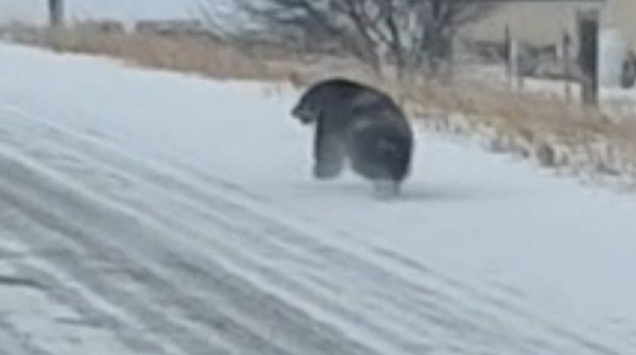 Wolverine in Lewistown