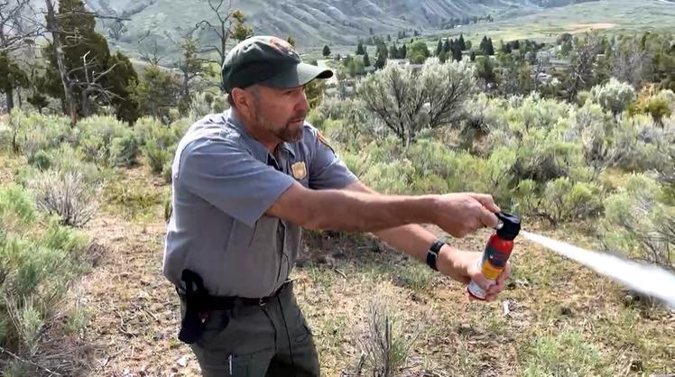 After 3 bear encounters, Yellowstone NP is urging folks to be more 'bear aware' - Vimarsana News