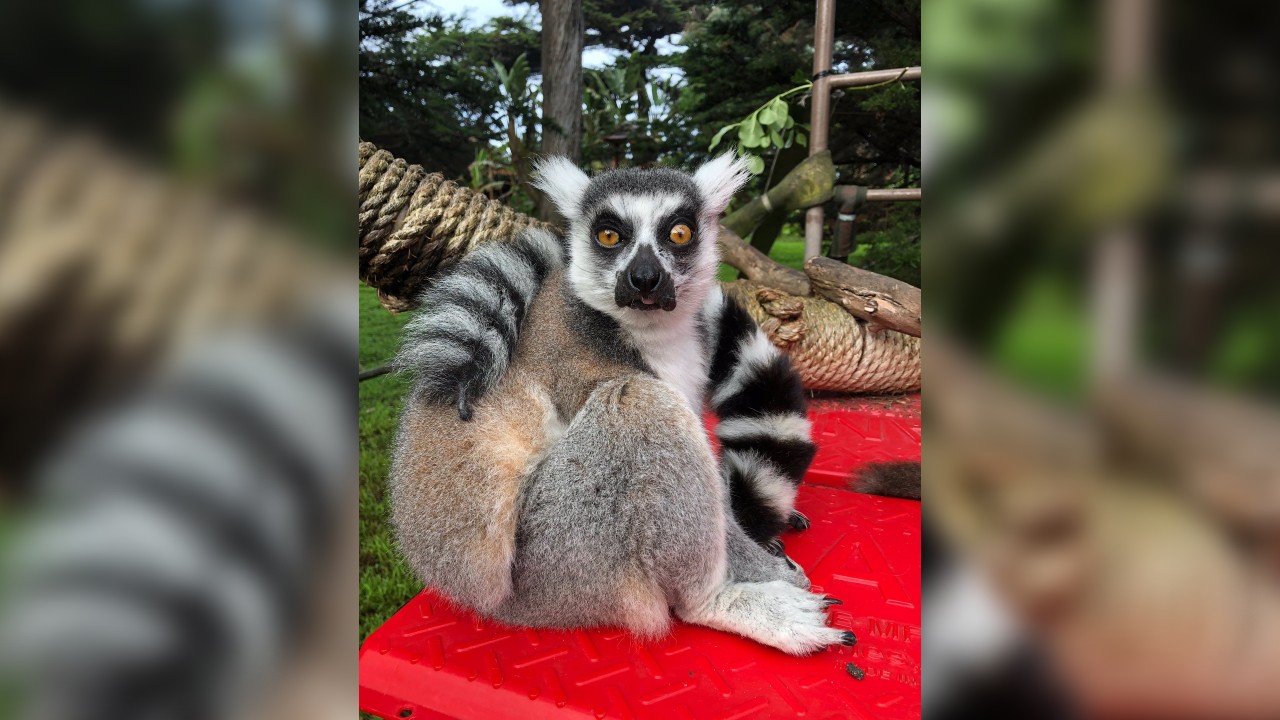 Police ask for help finding Lemur apparently stolen from San Francisco Zoo