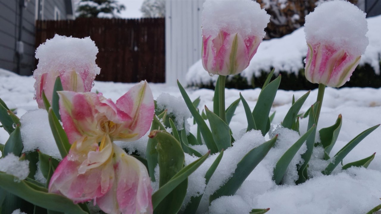 Snow covered tulips