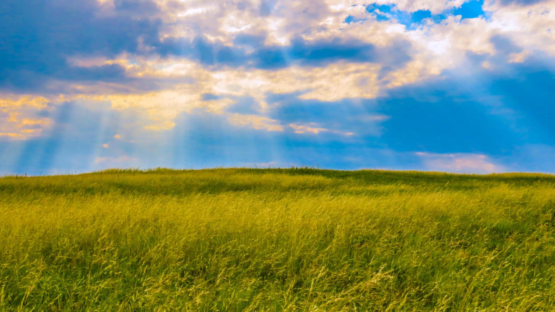 Falcon Plains