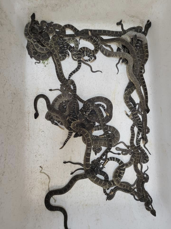 Snakes Under Home