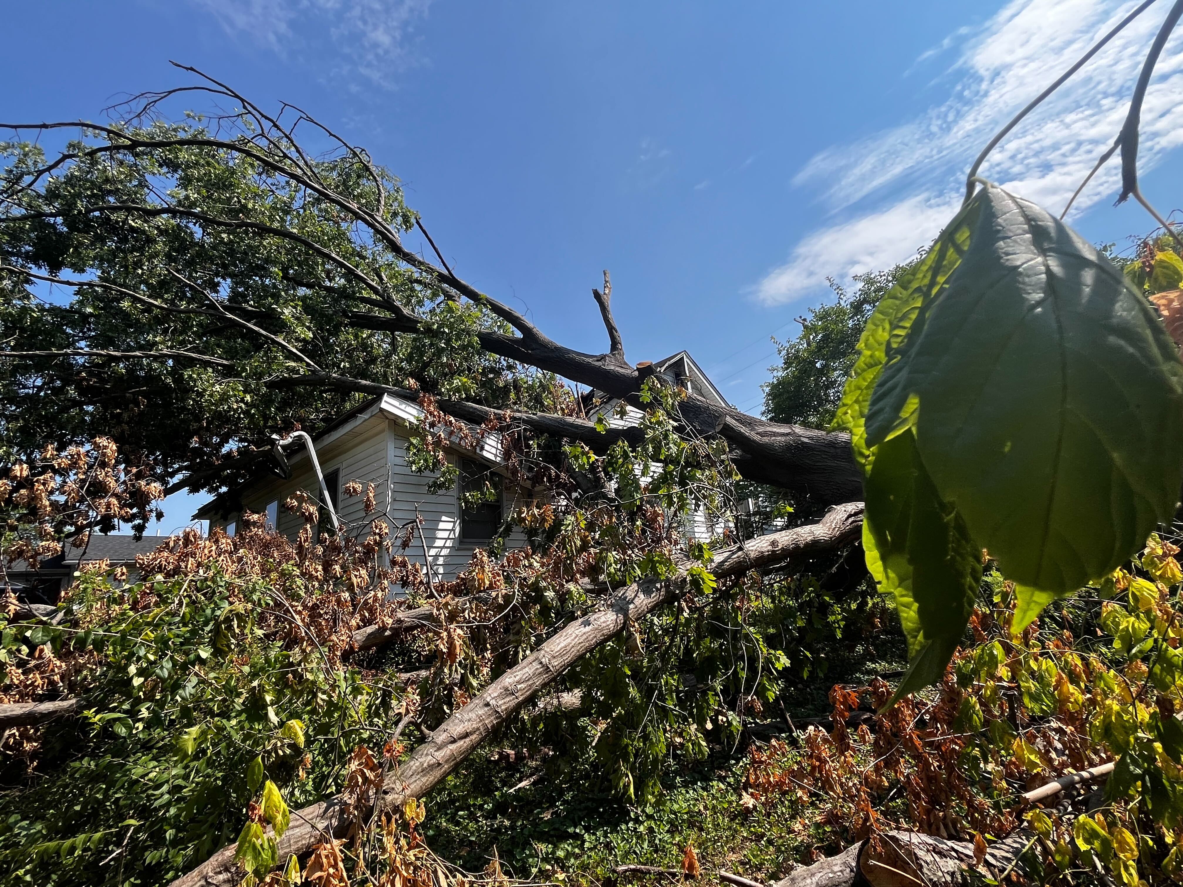 tree in house