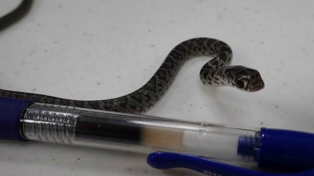 Florida snake found in Hawaii