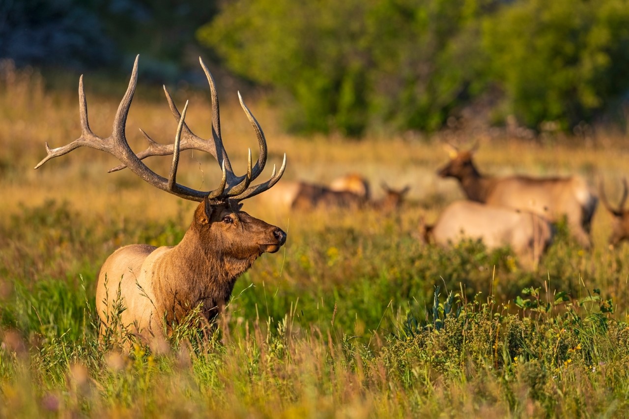 Kahuna elk