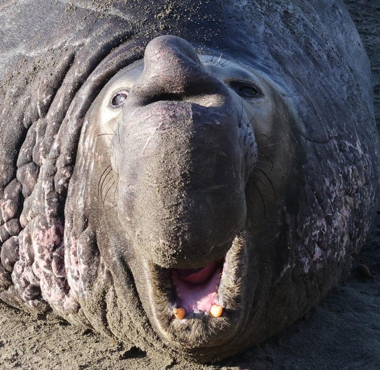Adult male elephant seal
