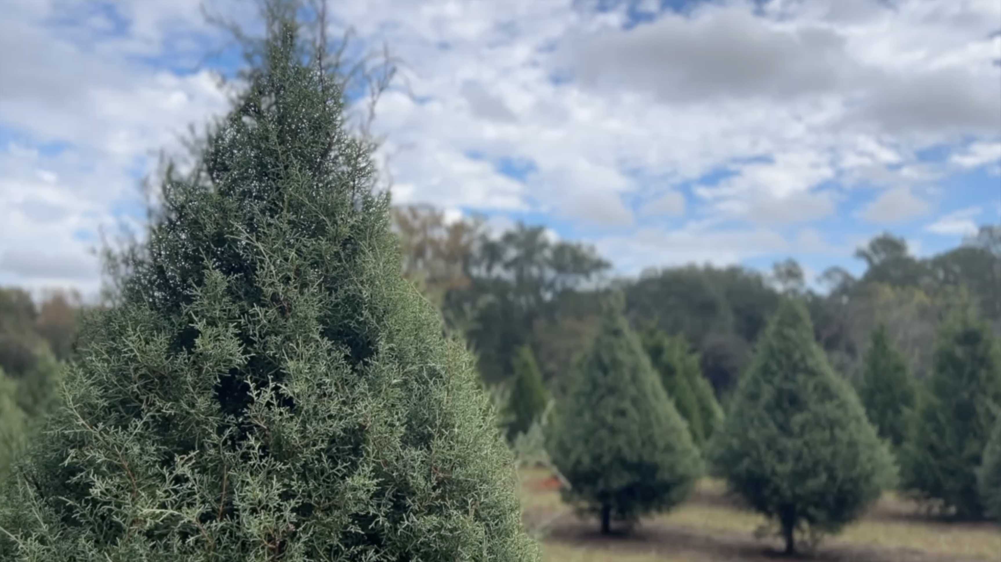Give your Christmas tree a second life in Thomasville this Saturday