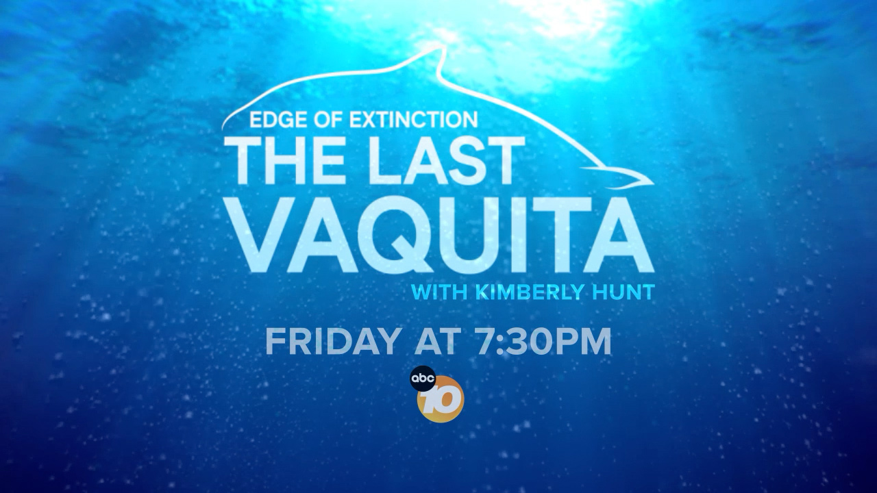 LAST VAQUITA
