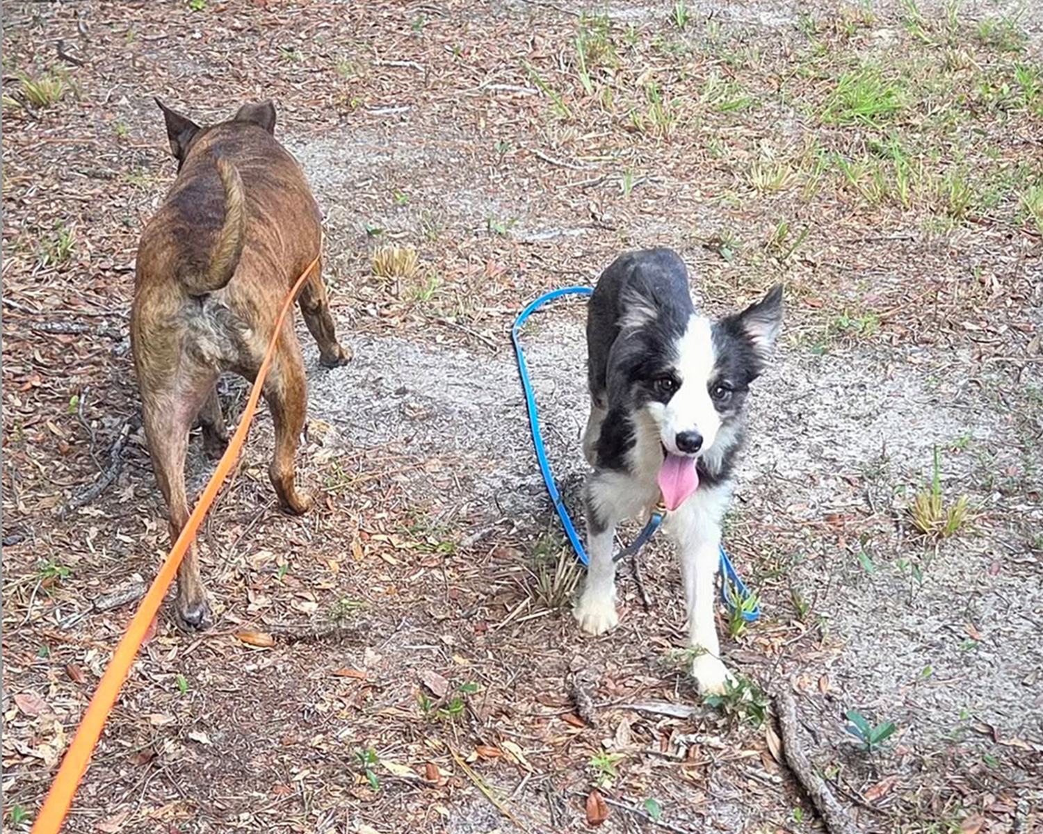 Border Collie 3 adoptions begin Human Society of Treasure Coast.jpg