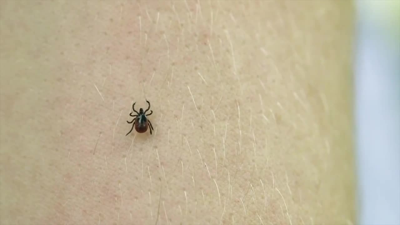 Ticks