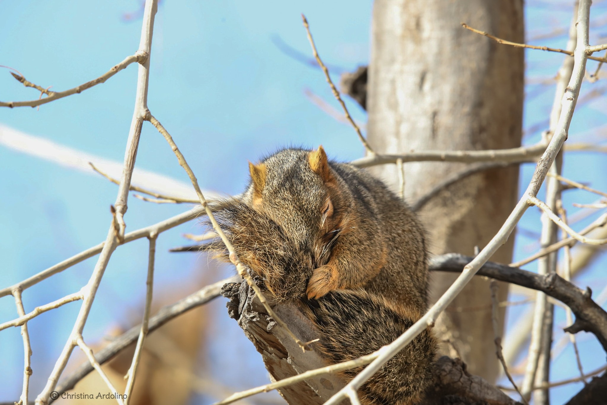 Squirrel.jpg