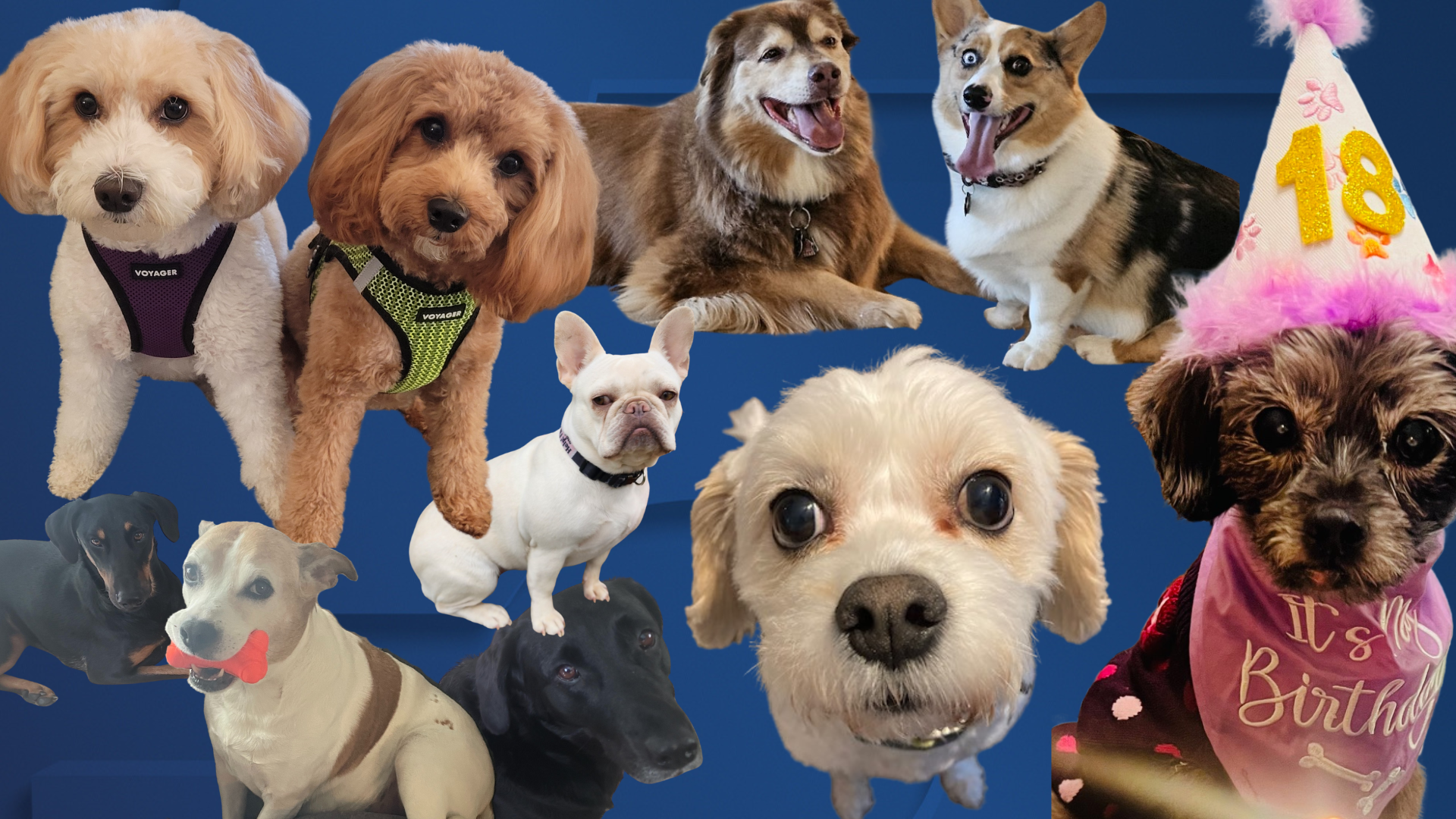 Dog walking forecast