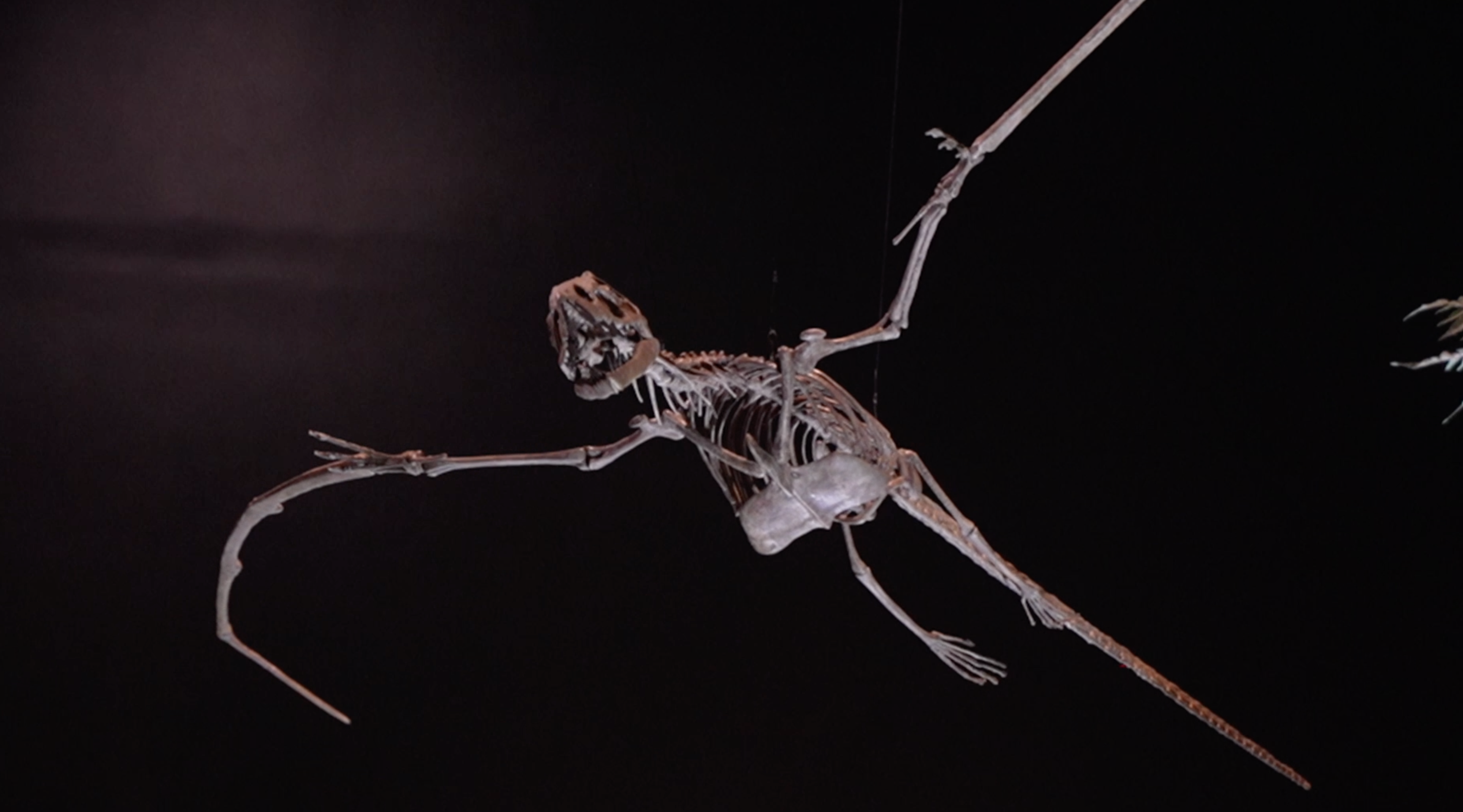 3D prints of Pterosaurs