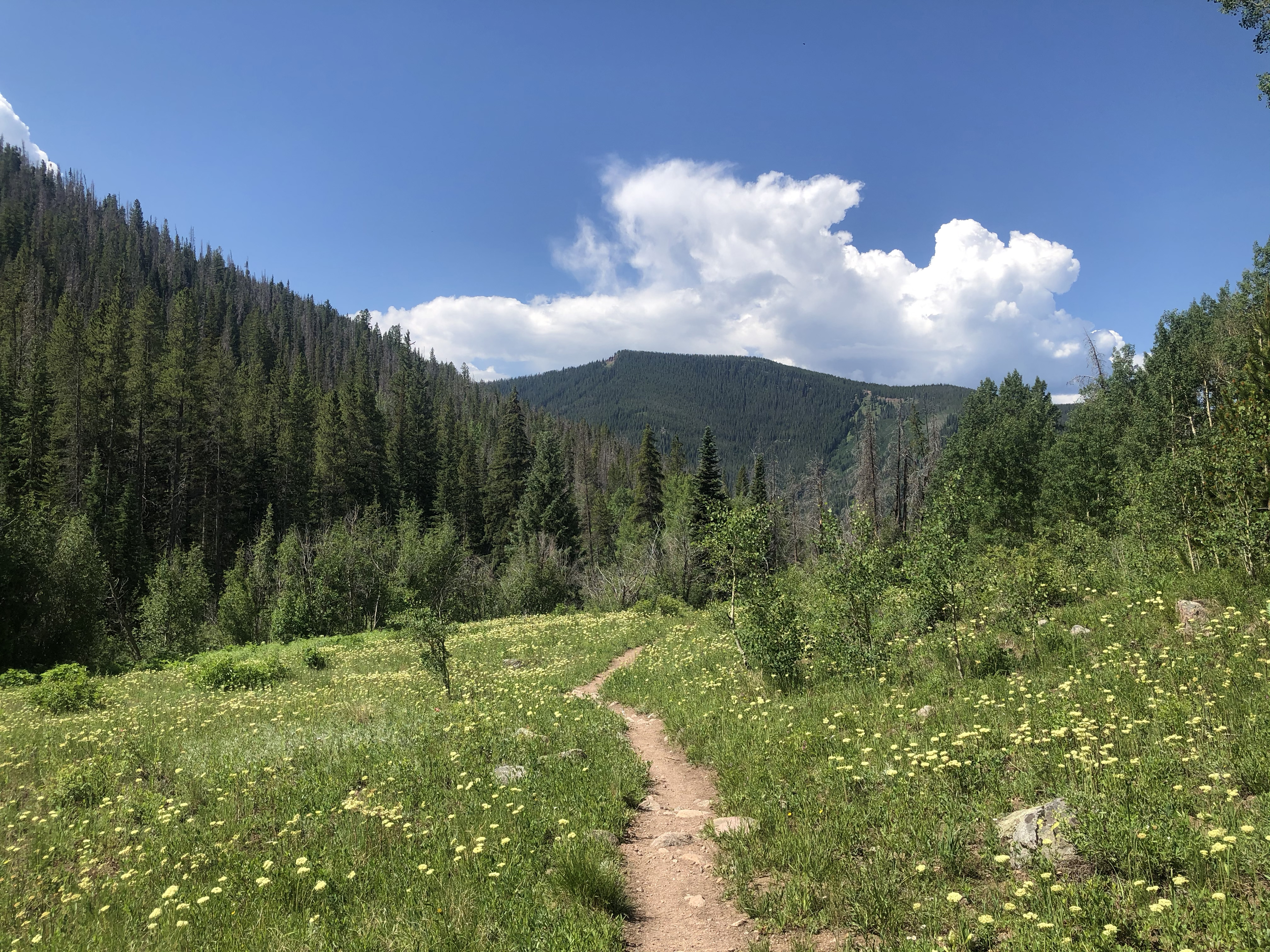 Pitkin Creek Travil in Vail_SButzer.jpg