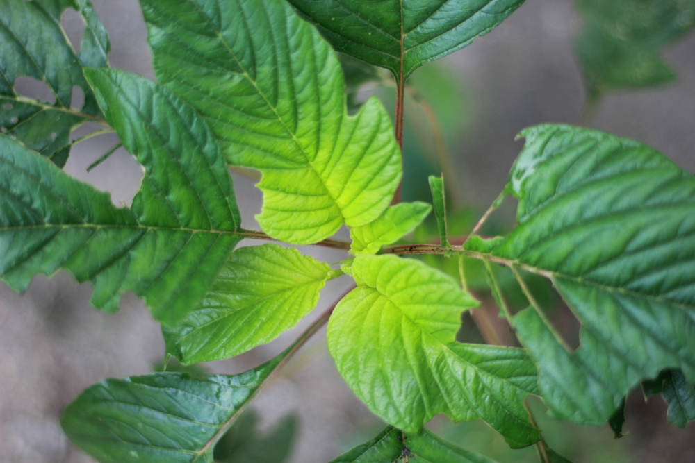 Fresh green kratom leaves grow abundantly in nature.