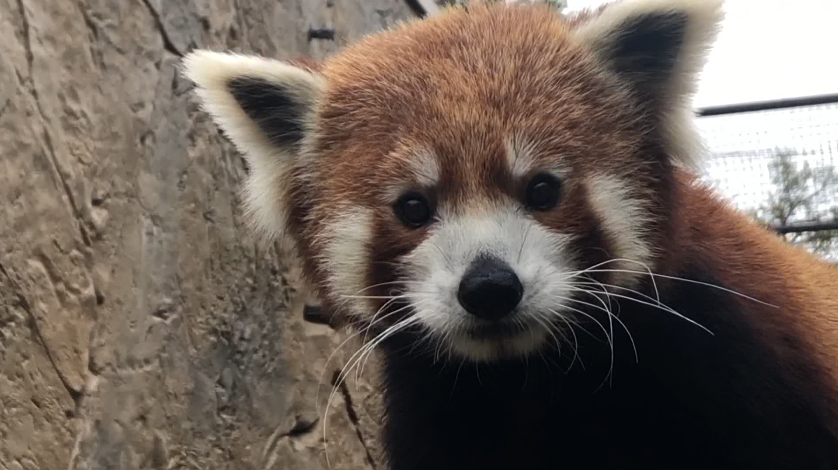 red panda charles paddock zoo.PNG