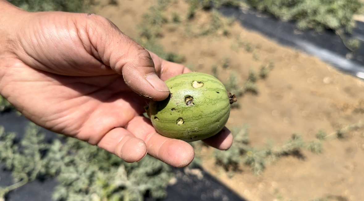 Damage to Sweet Melons
