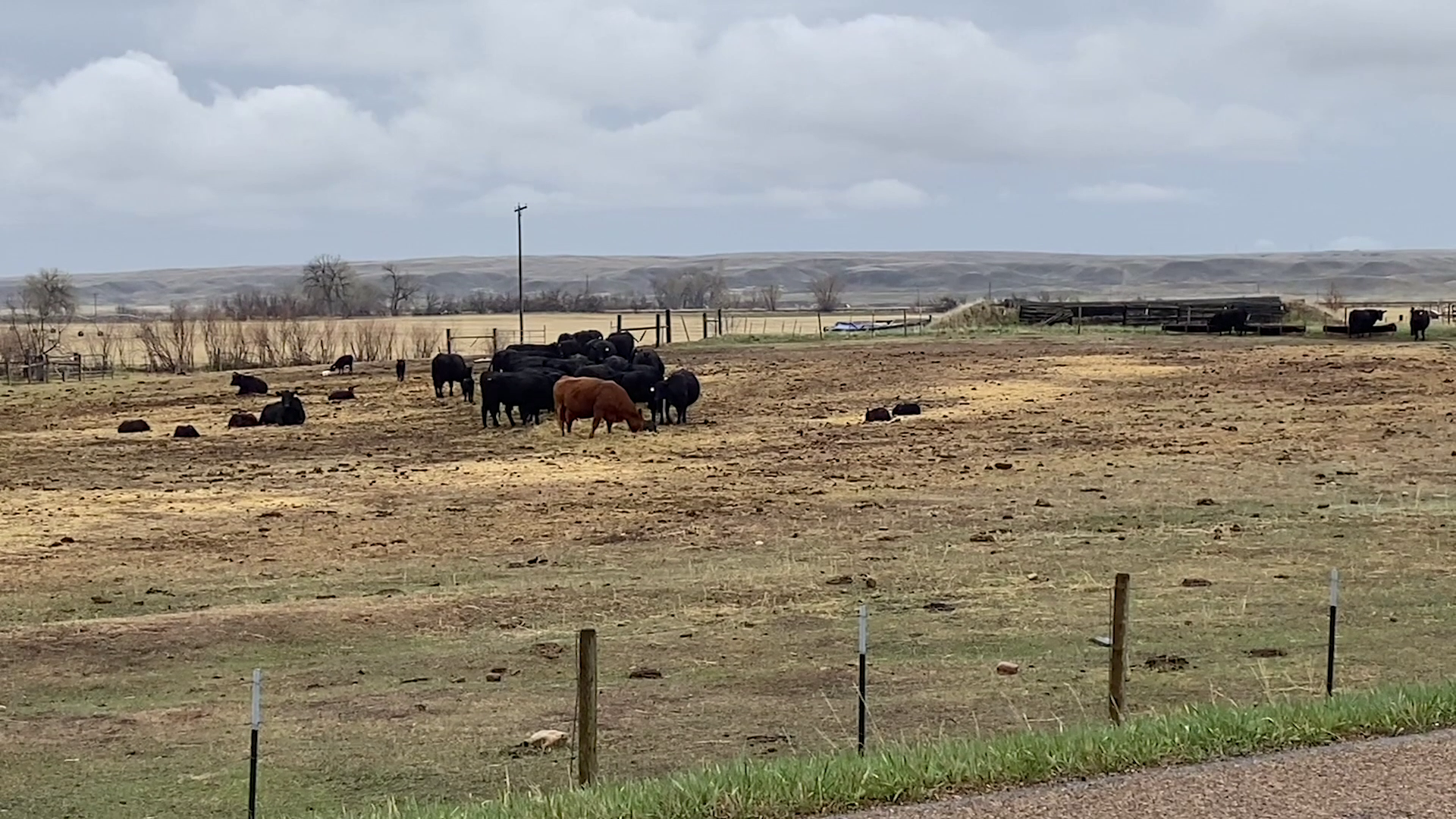 Cows near Malta