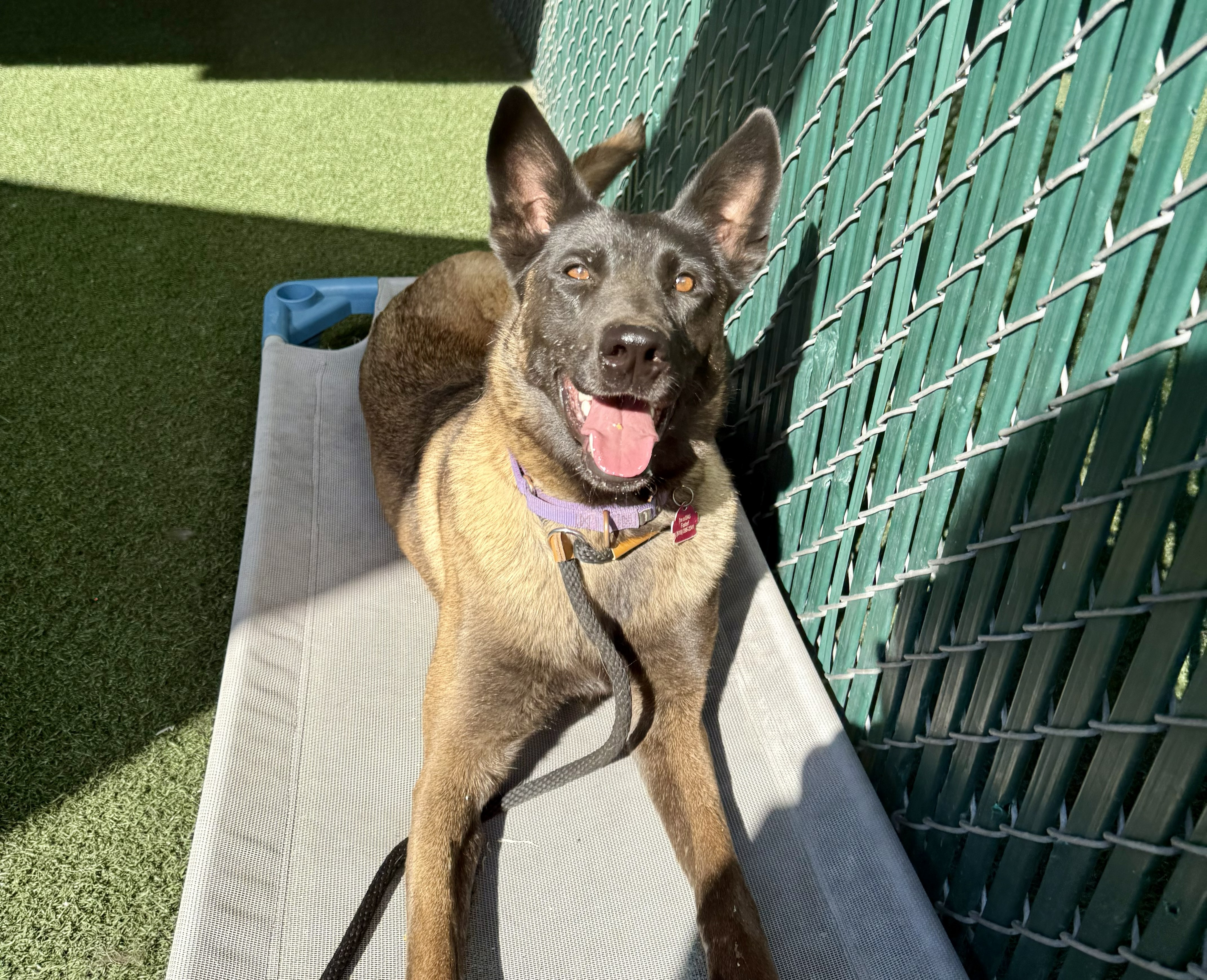 animal abuse sentence 11/14/2