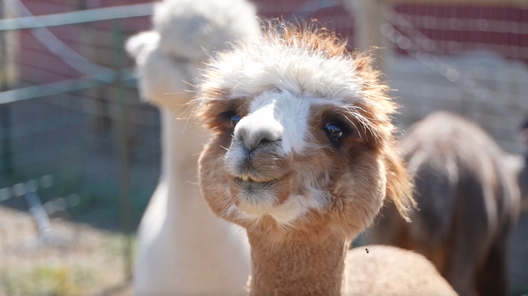 Mule Train Alpacas Ranch, alpacas