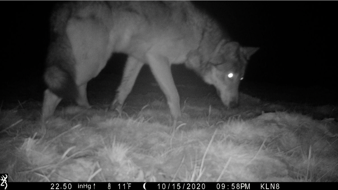 11-23-20 moffat county wolf.png