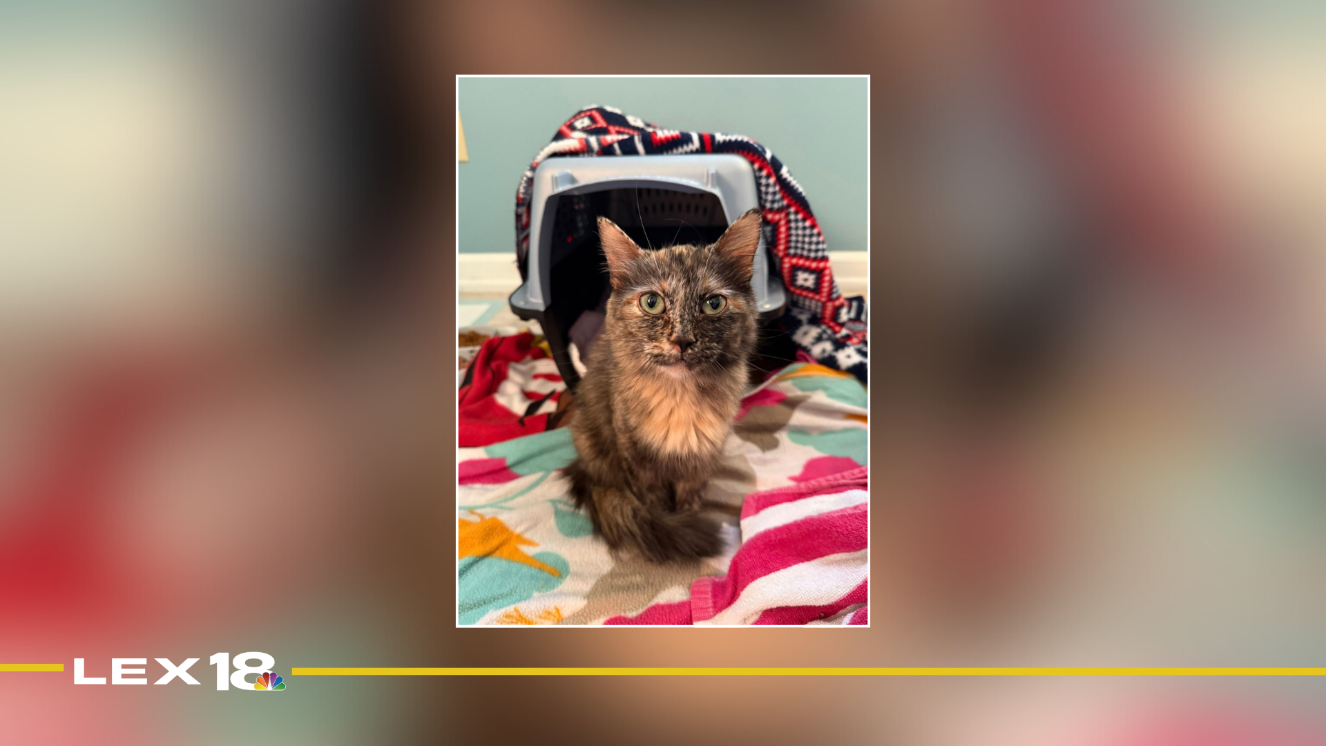 mugshot template  (28).png