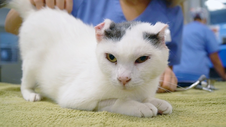 Recovered cat up for adoption from San Diego Humane Society