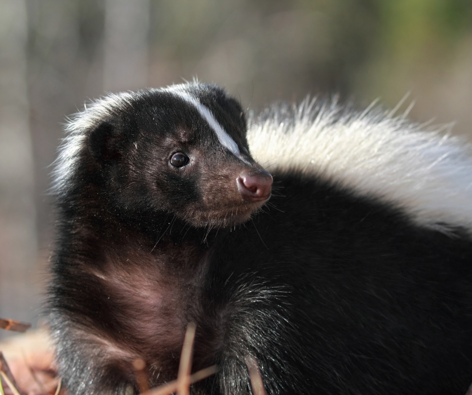 skunk (1).png