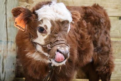 Pumpkin the mini highland cow