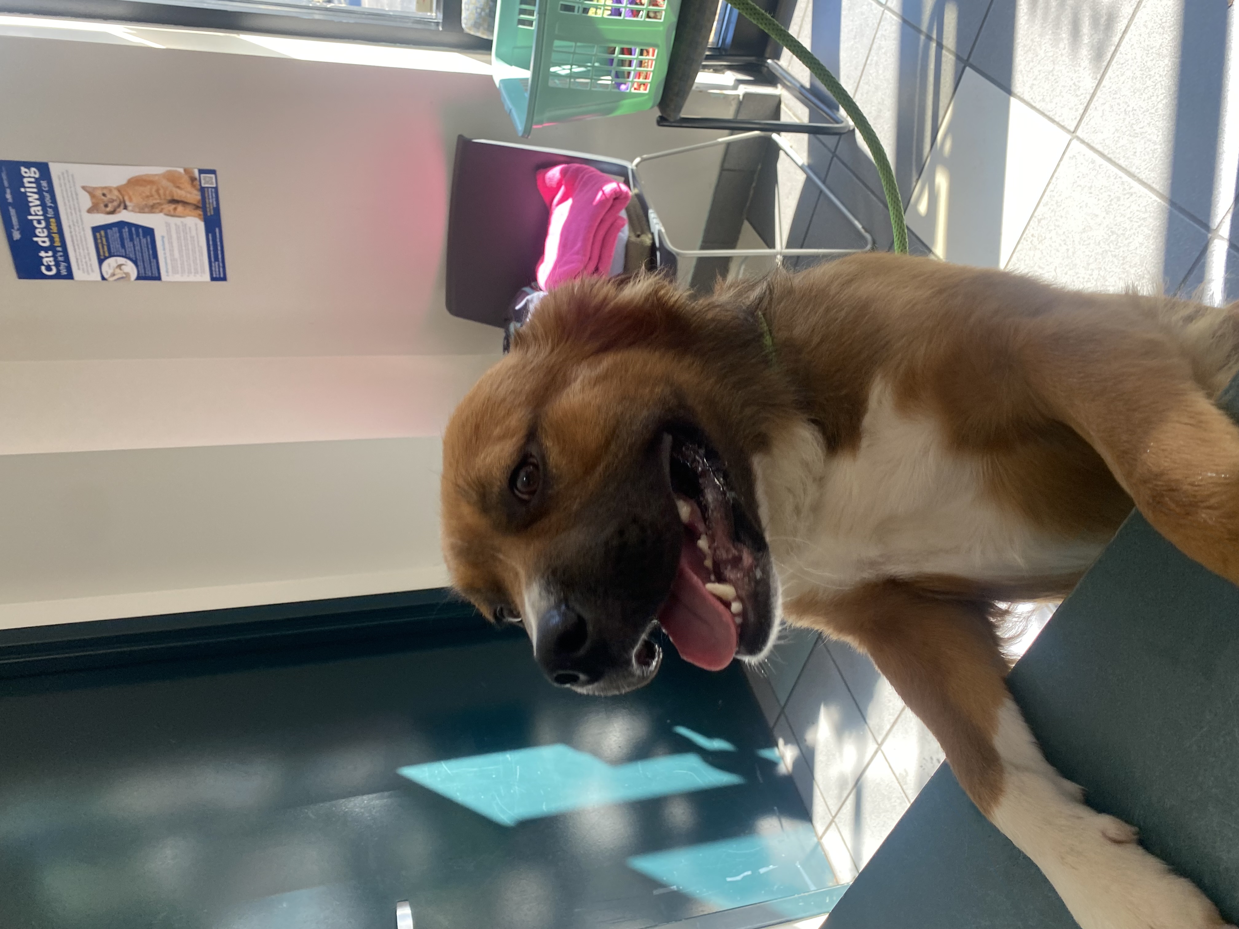 Pet Adoption Tuesday: Meet Topher!